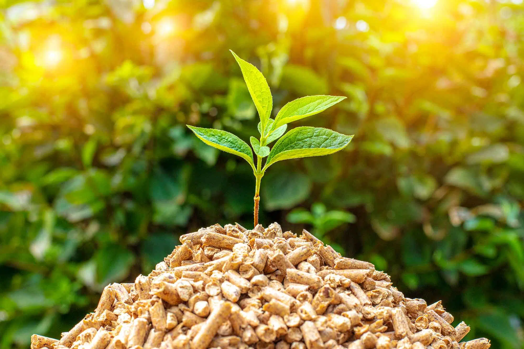 biomasse-fra-planter